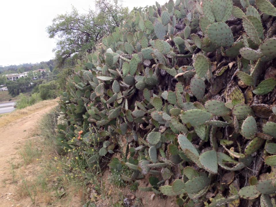 catus line the course at Bonelli XC Kris ContentoAngell